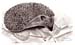 A_Igel_Kreide_2004