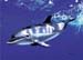 Delphin_Acryl_Mischtechnik_2005