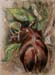 El_Nashorn_Tusche_2008