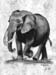 Elefant_A_Kreide_2004
