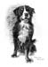 Hund_BB_Kohle_2006