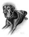 Hund_B_Dogge_Kohle_2014