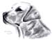 Hund_Kreide_2004