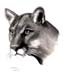 Katze_Puma_Kreide_2004