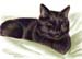 Katze_U_Kasi_2012