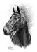 Pferd_Kohle_B_2006
