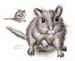 Thomson-Gerbil
