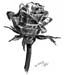 A_1Rose_Kohlezeichn_2004